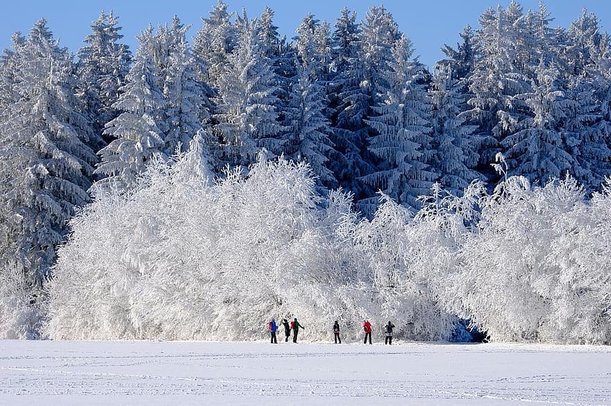 vinter, natur, træer, sne, kold, frost, udendørs, sæson, landskab, vinter magi, vinterlandskab