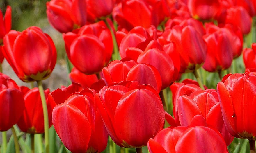las flores, tulipanes, primavera, estacional, macro, pétalos, campo, naturaleza, crecimiento, botánica, floración