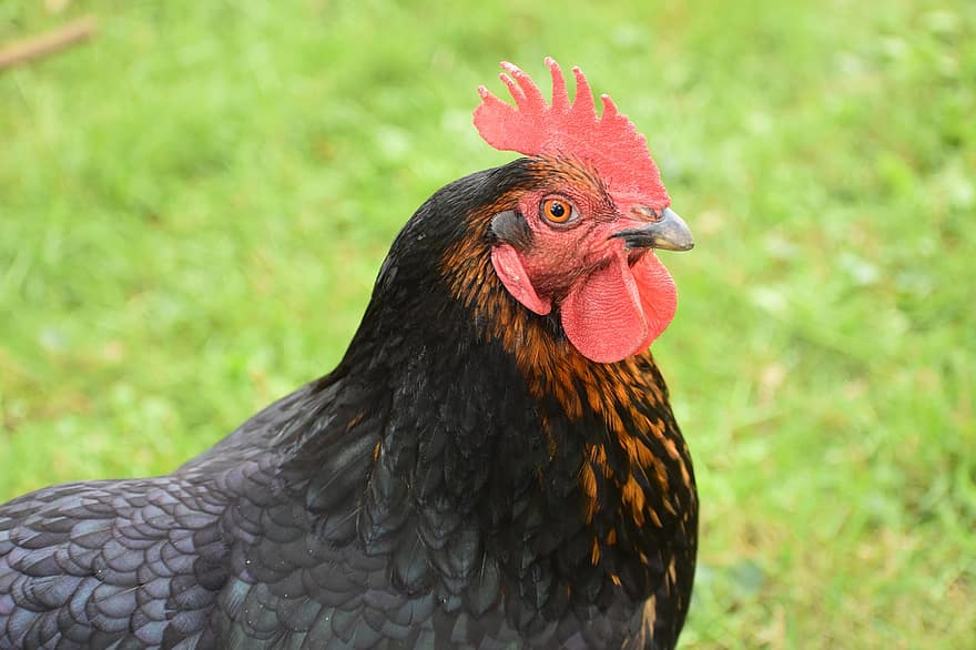 pollo, pájaro, cresta de gallo, gallina negra, Aves terrestres, aves de corral, animal, animal de granja, retrato