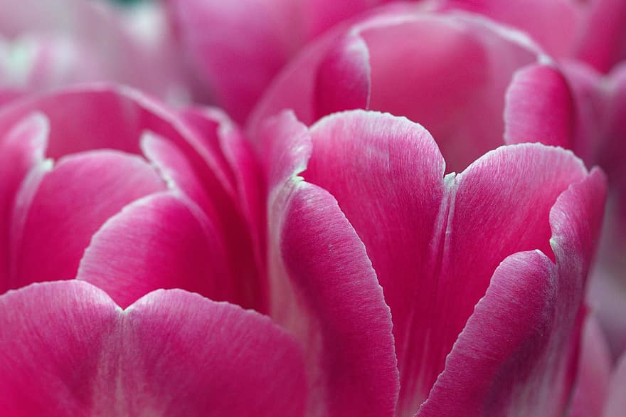 tulipas cor de rosa, tulipas, flores, flores cor de rosa, jardim, Inglaterra, Primavera, flora, fechar-se, flor, pétala