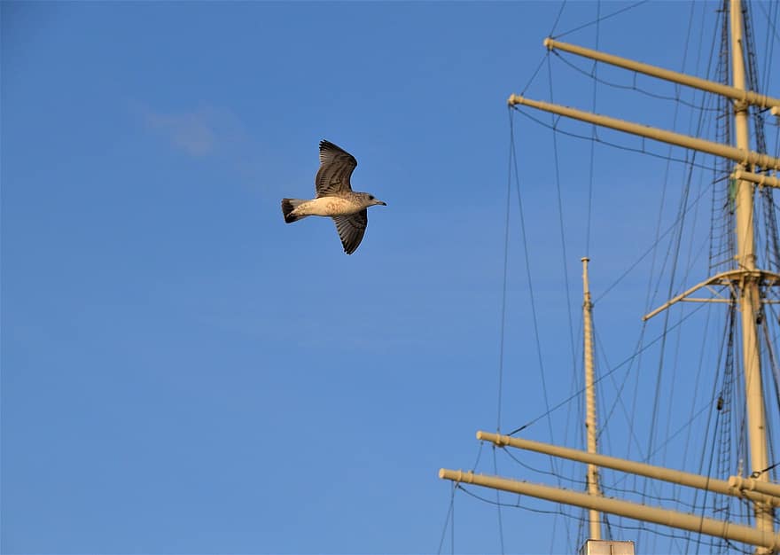pássaro, gaivota, mastros de navios, voar, animal, céu, windjammer, tres mestre, rickmer rickmers, Hamburgo, Porto