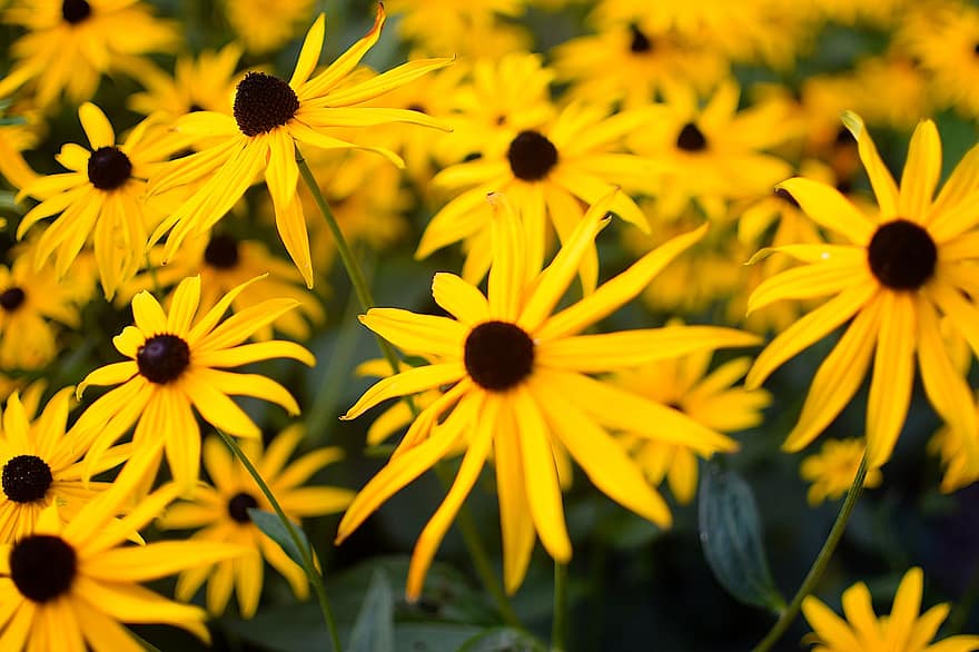 rudbeckias, blomster, have, gule blomster, kronblade, gule kronblade, flor, blomstre, flora, planter