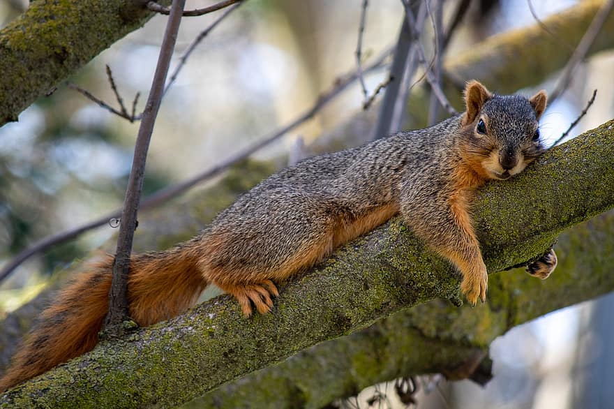 Squirrel, Rodent, Animal, Wildlife, Mammal, Branch, Tree, animals in the wild, cute, fur, forest