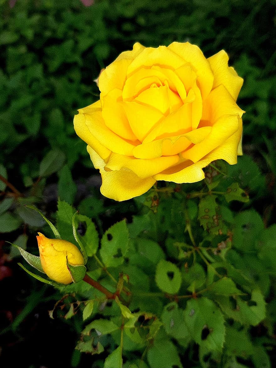 gelbe Rosen, gelbe Blumen, Garten, Natur, Flora, Blühen