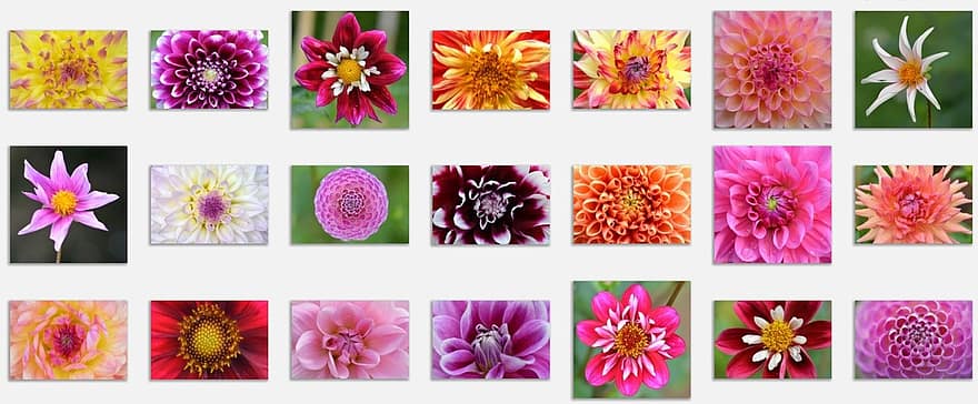 gėlės, Dahlia, pobūdį, spalvos, spalvinga