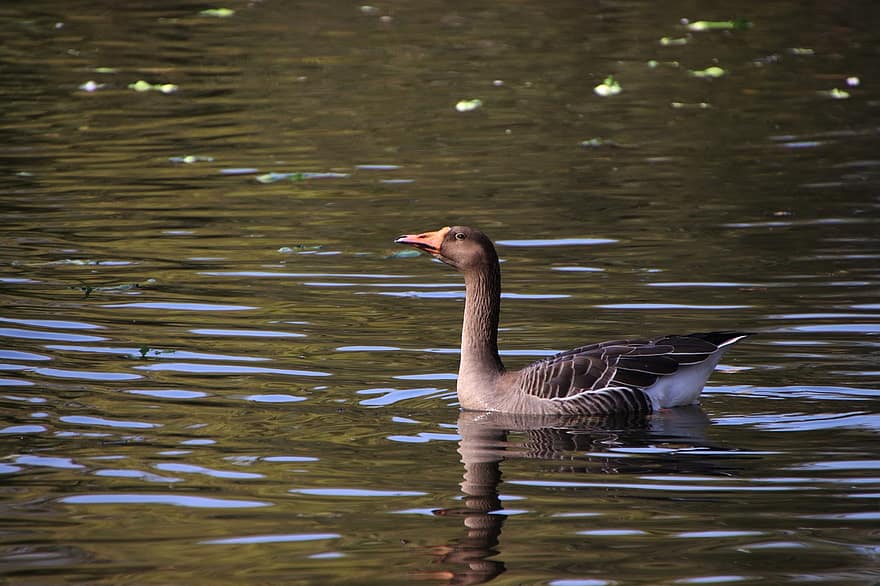 Greylag, Grey Goose, Greylag Goose, Bird, Perching, Pond, Lake, Water, Anatidae, Feathers, Plumage