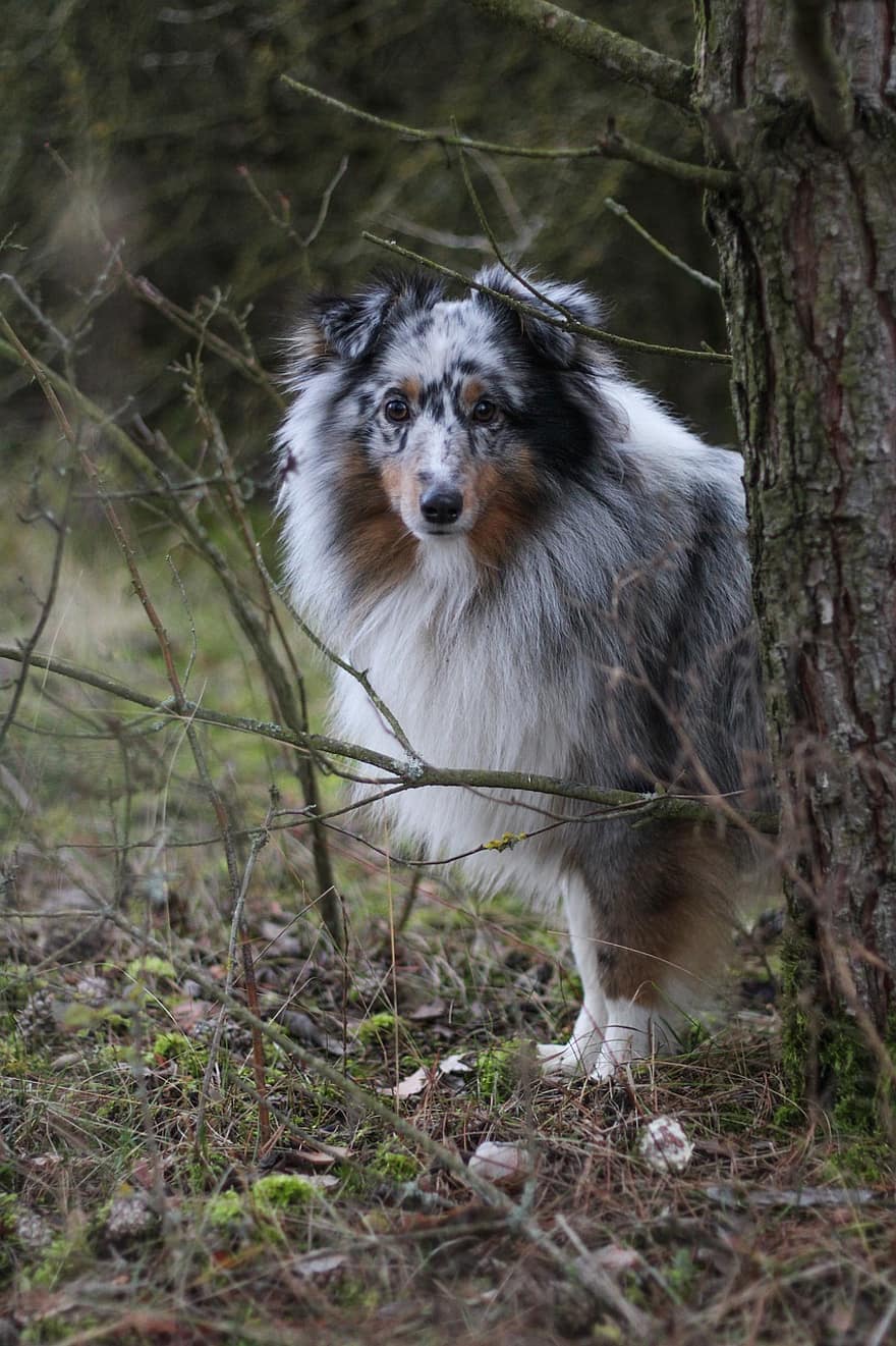 hund, shetland sheepdog, sheltie, dyreliv, dyr, natur, skumring, kæledyr