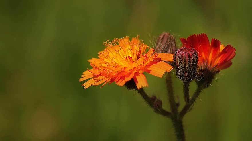 hawkweed, композити, оранжев, диво цвете, ярък, градина, пружина, цветна поляна, цветен, разцвет, цвят