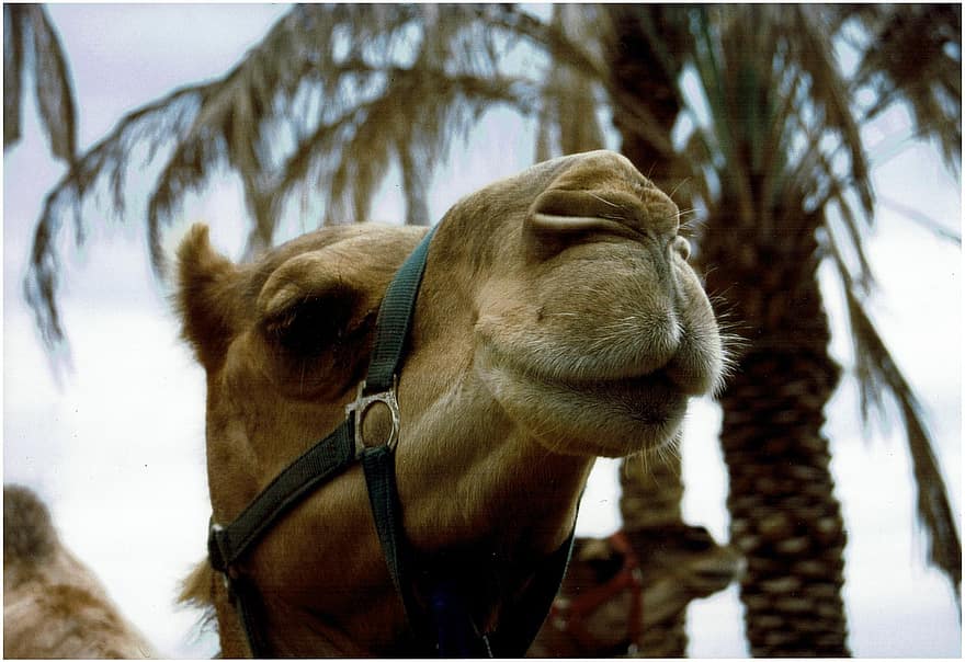 камила, глава, пустинен, палми, природа, мачкам, дивата природа, Египет