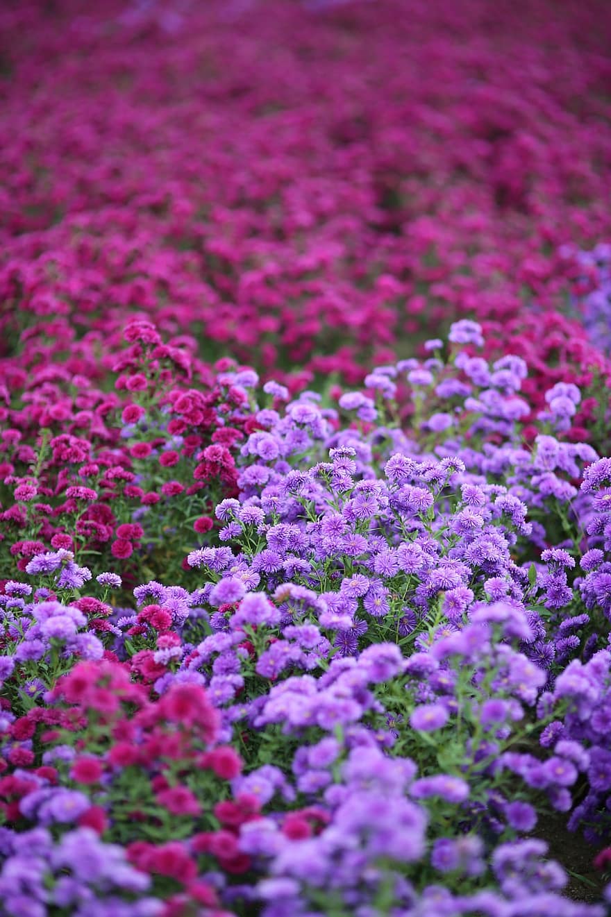 花、フローラ、庭園、自然、フラワーガーデン、工場、夏、閉じる、紫の、ピンク色、フラワーヘッド
