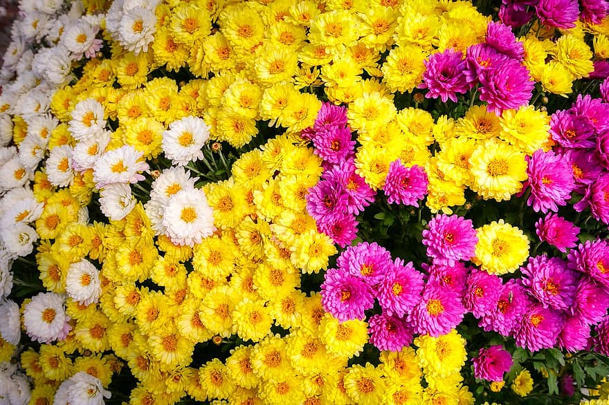 ziedi, rudenī, astri, dārzs, flora, zieds, raksturs, rozā, dzeltens, balts, pušķis