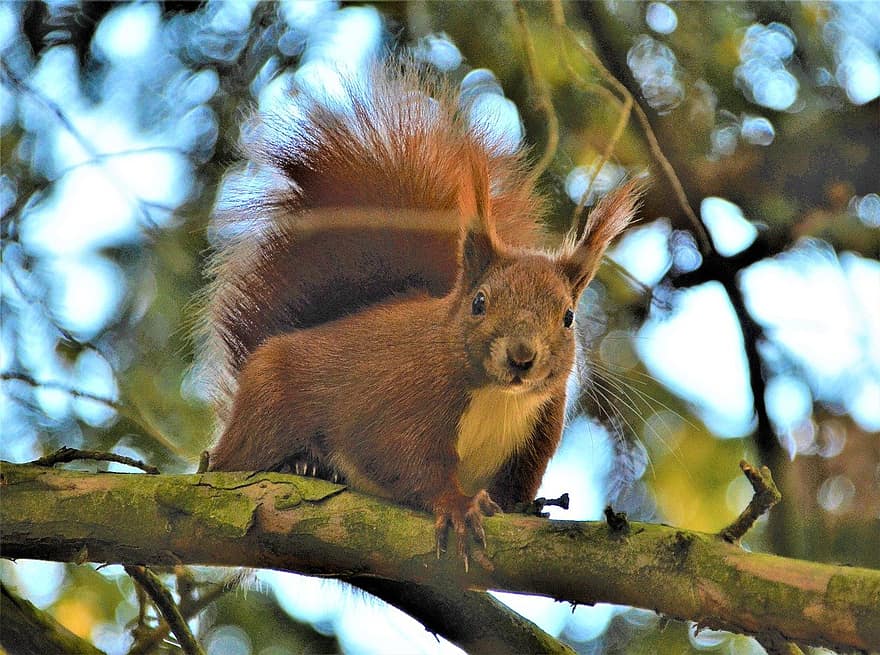 squirrel, rodent, wildlife, animal, nature, mammal, cute, tree, animals in the wild, outdoors, fur