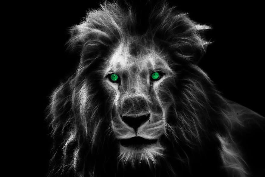 лъв, цар, африка, животно