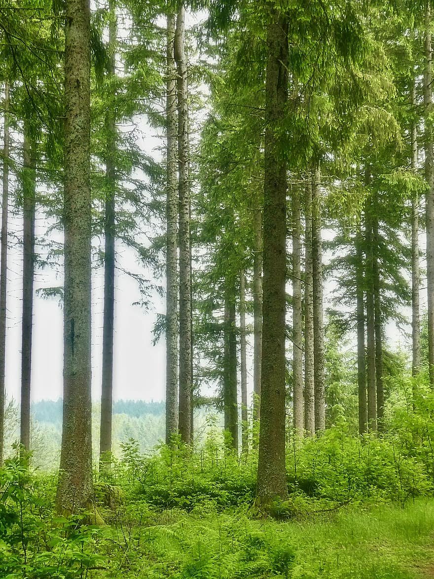 Forest, Nature, Landscape, Trees, Fog, Undergrowth, Plants, Green, Woods, tree, green color