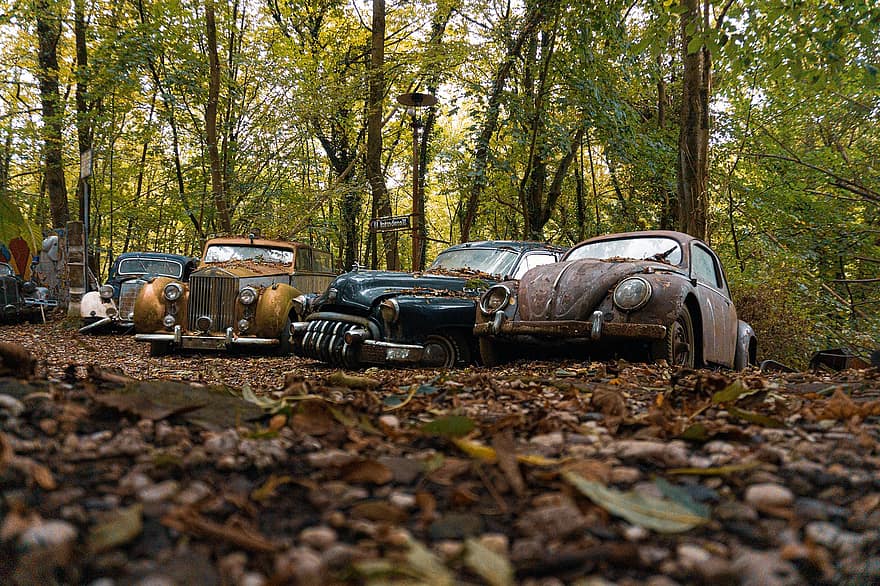 السيارات المهجورة ، سيارات خردة ، غابة