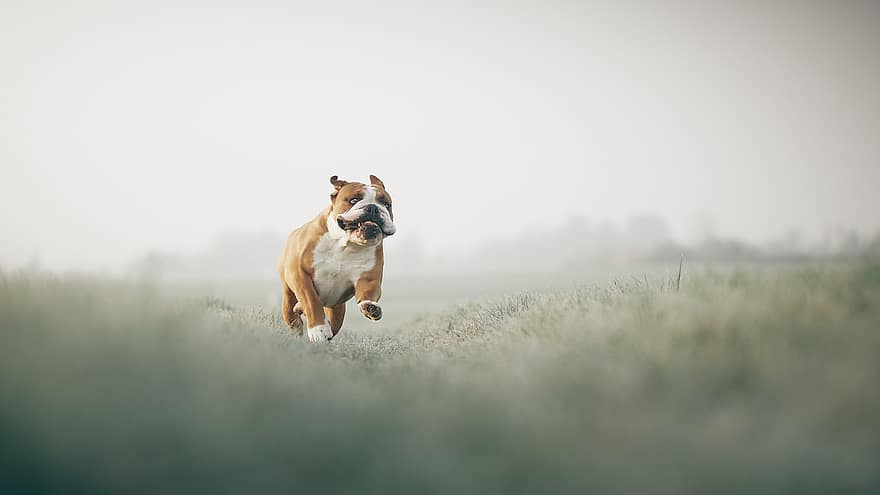 bulldog, felt, løping, spiller, hund, kjæledyr, dyr, engelsk bulldog, husdyr, canine, pattedyr