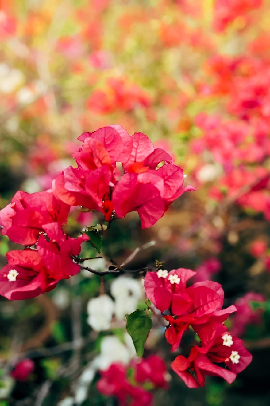 Flowers, Pink Flowers, Bougainvillea, Garden, Nature, Close Up, Macro, Blossom, Bloom, Background, Plant