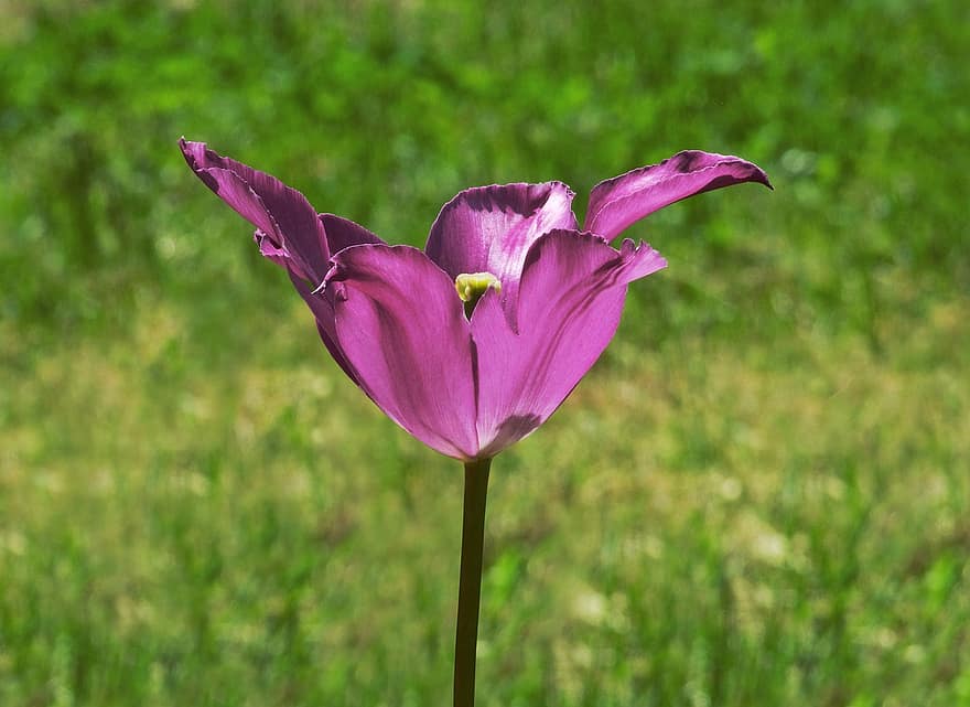 Tulip, Purple Flower, Flower, Flower Opening, Petals, Garden, Nature, Plant
