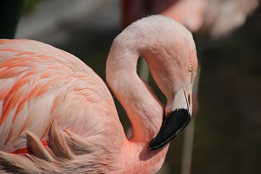 flamingo, putns, knābis, spalvas, raksturs, fauna