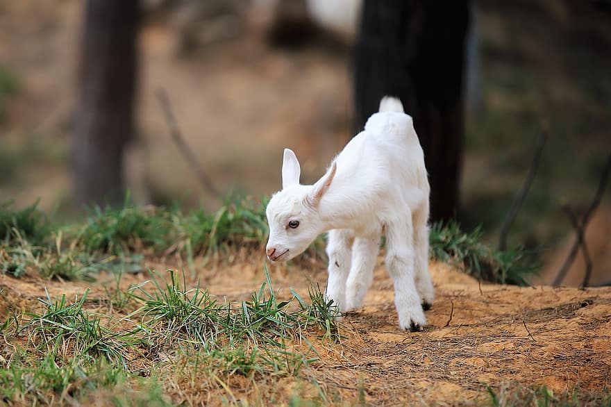 коза, бебе, преживно животно, трева, паша, природа, животно, сладък, Република Корея