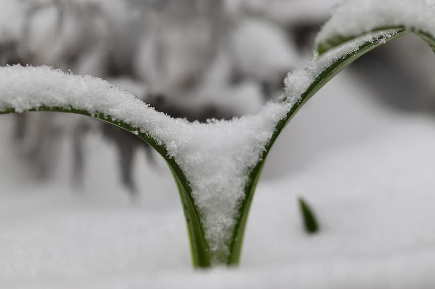 พืชไม้ชนิดหนึ่ง, เต็มไปด้วยหิมะ, น้ำค้างแข็ง, ฤดูหนาว, น้ำแข็ง, หิมะ, หนาว, ธรรมชาติ