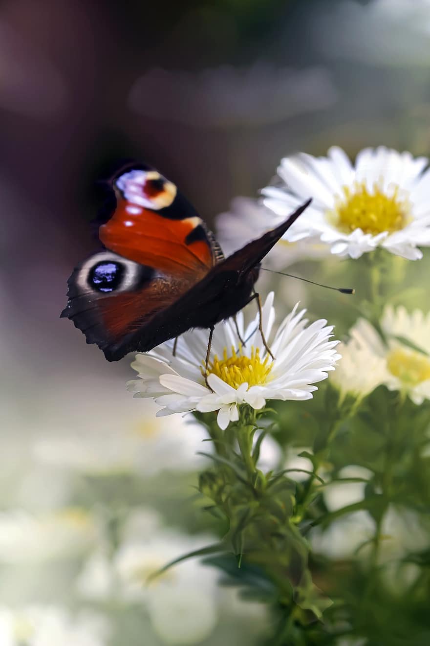 mariposa pavo real, asters, polinización, insecto, mariposa, Flores blancas, macro, jardín