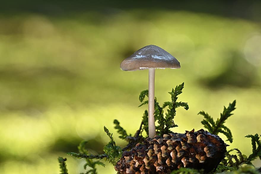 Mushroom, Pine Cone, Moss, Forest, Nature, Mycology, Growth, Fungus, close-up, green color, plant
