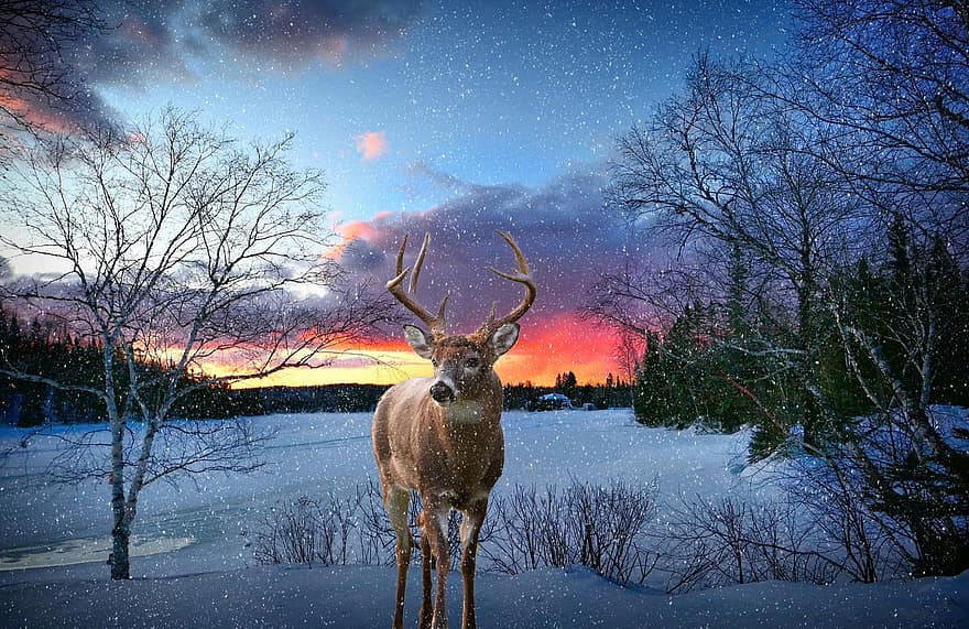 geyik, kar, gün batımı, kış, fantezi, ağaçlar, çıplak ağaçlar, akşam karanlığı, alaca karanlık, kar yağışlı, kar yağışı