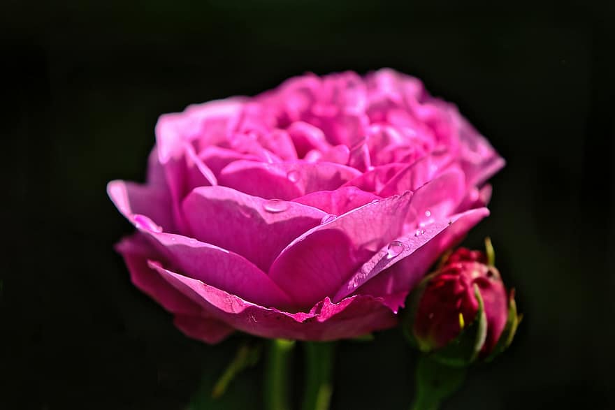 flor, florir, rosa, vermell, amor, flor de roses, romàntic, romanç, bellesa, gota de pluja, aïllat