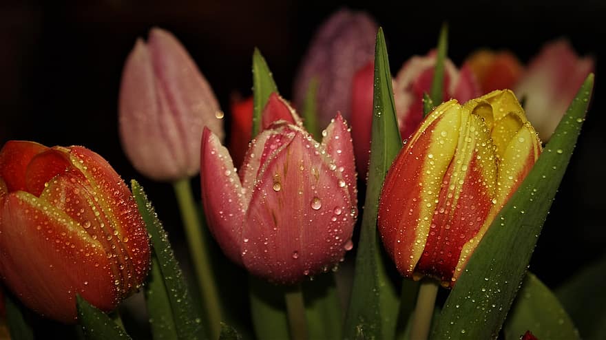 las flores, tulipanes, primavera, estacional, floración, flor, decoración, Países Bajos, Europa, pétalos, tulipanes rojos
