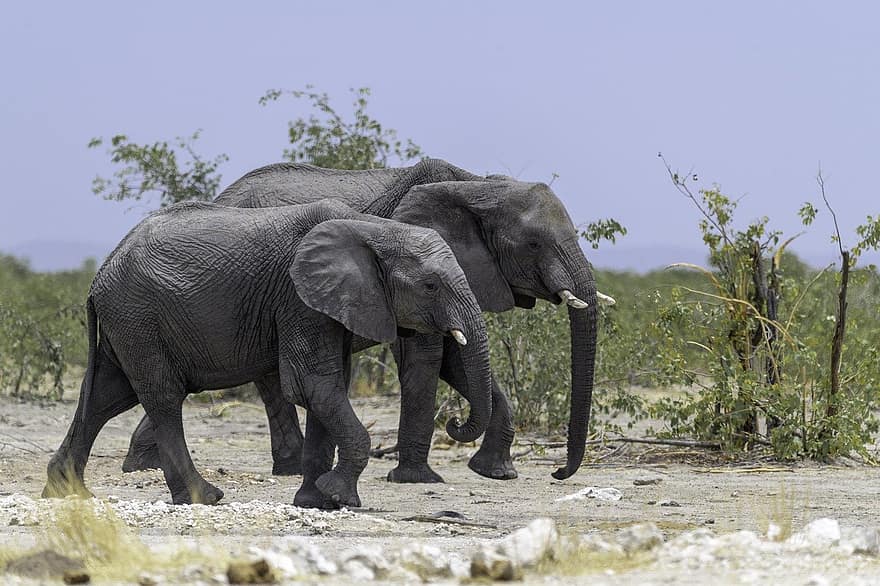 con voi, đôi, ngà, thân cây, vòi voi, ngà voi, động vật lớn, Động vật có vú lớn, động vật có vú, động vật, động vật hoang dã