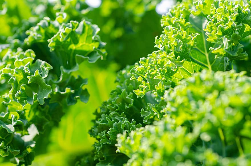 Kale, Vegetable, Garden, Healthy, Vitamins, Plant