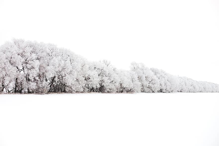 сняг, зима, природа, дървета, скреж, студ, бял, снежни, дърво, гора, сезон
