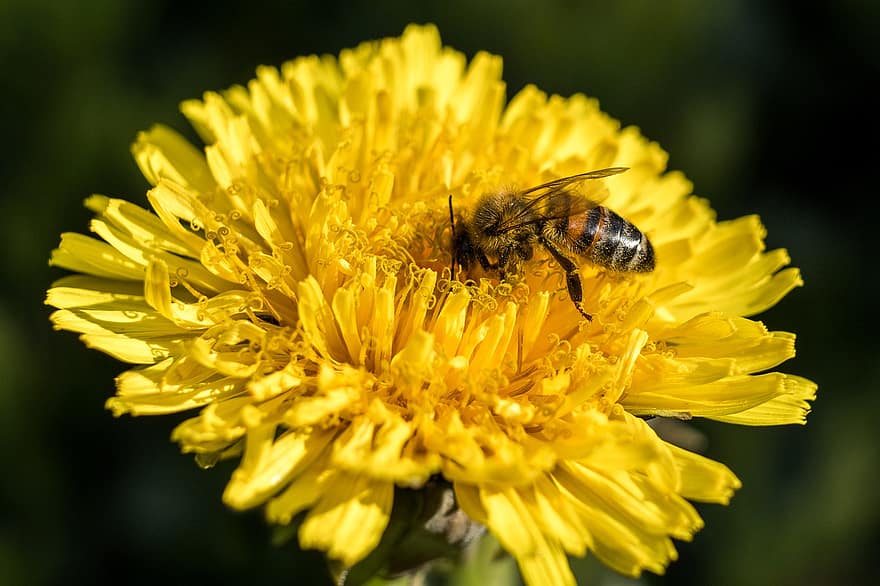 蜂、昆虫、花、ミツバチ、たんぽぽ、工場、自然、閉じる、春、咲く、夏