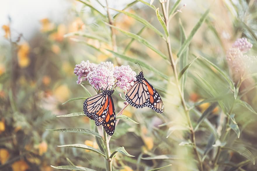 sommerfugl, tæt på, insekt, have, sommer, detalje, vinger, natur, farverig, vild, udendørs