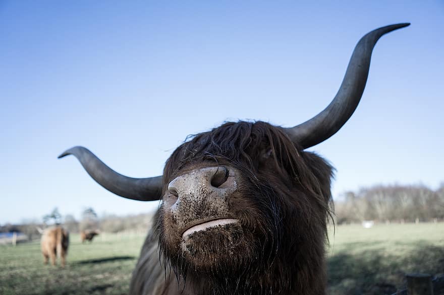 Highland Cow, Cow, Animal, Horns, Highland Cattle, Cattle, Mammal, Livestock, Farm, Nature, Closeup