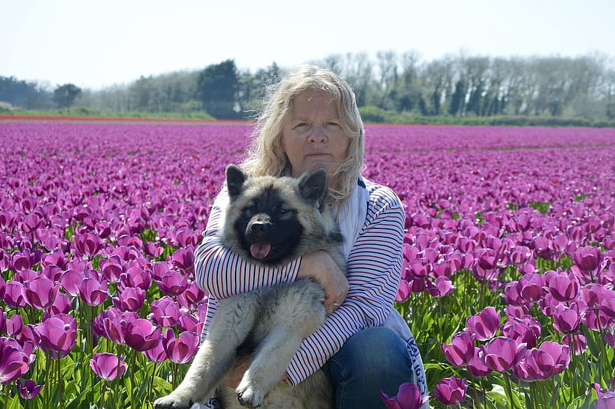 kvinde, hund, portræt, Eurasier, kæledyr, dyr, tulipaner, blomster, Mark, eurasier nova, hunde