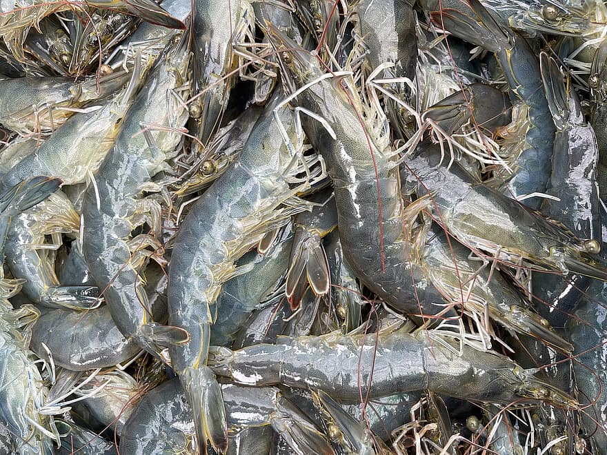 Krevety bílé nohy, Penaeus Vannamei, Chov krevet, akvakultury, rybolovu, Mangrovové krevety, plody moře, jídlo, svěžest, Ryba, detail