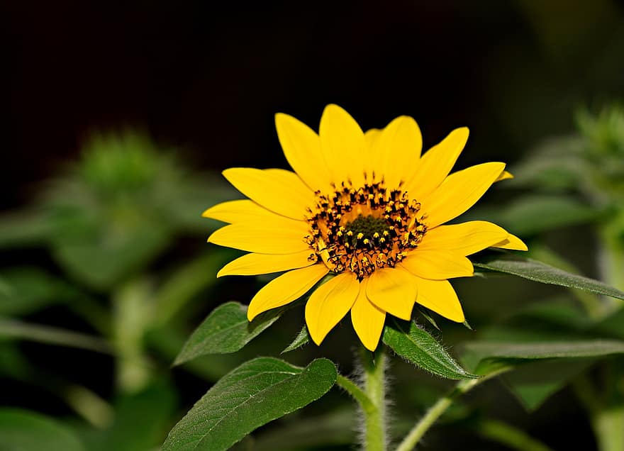 bunga, bunga matahari biasa, berkembang, botani, mekar, pertumbuhan, kelopak, alam, taman, flora, menanam