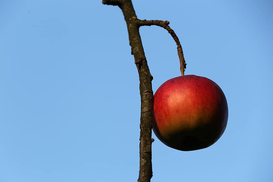 fruit, appel, biologisch, tak, herfst