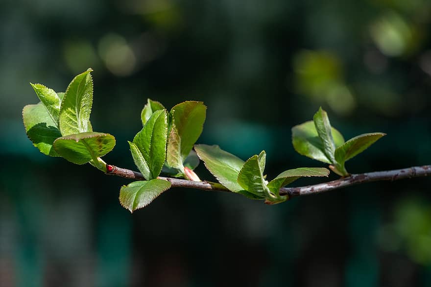 Rowan, Young Leaves, Plant, Aronia, Spring, Branch, Tree, Foliage, Garden, Nature, leaf