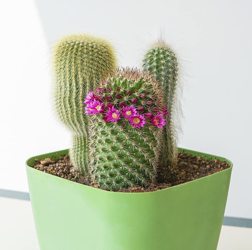 cactus, flors, planta, espines, suculent, florir, espinós, planta interior, flor en test, naturalesa