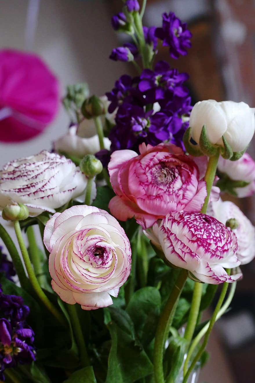 fleurs, plante, bouquet, boutons d'or, ranunculus, Rose, Floraison, décoratif, décoration