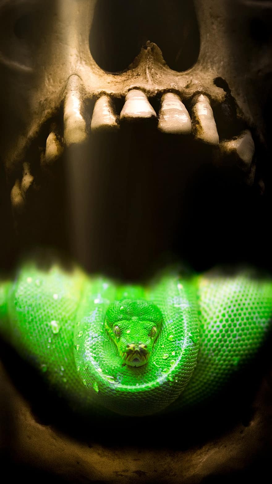skalle, grön orm, orm