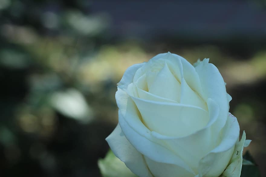 τριαντάφυλλο, λουλούδι, λευκό τριαντάφυλλο, πέταλα, λευκά πέταλα, ανθίζω, άνθος, χλωρίδα, φύση