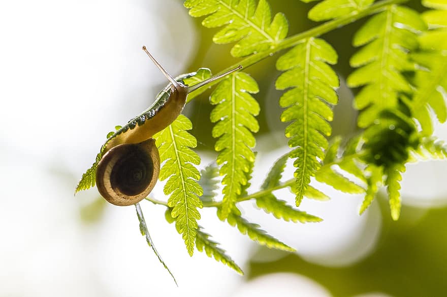 Snail, Shell, Plant, Leaves, Branch, Animal, Slowly, Crawl, Creature