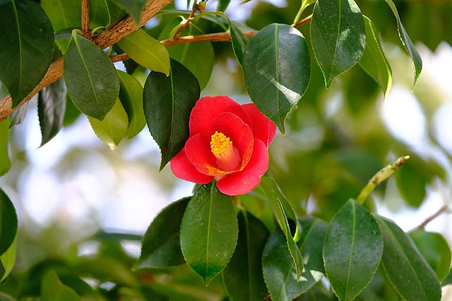 Camellia, blomst, rød blomst, forår, natur, landskab, blad, plante, sommer, tæt på, friskhed