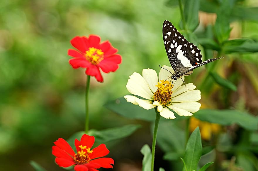 Kalk Schmetterling, Schmetterling, Blumen, Zinnie, Schwalbenschwanz-Schmetterling, Insekt, Flügel, Zinnia elegans, Pflanze, Blume, Nahansicht