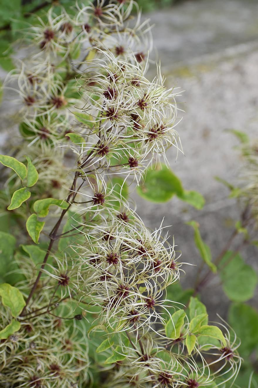 Clematis, Flower, Seeds, Seedhead, Bloom, Leaves, Plant, Climber Plant, Nature