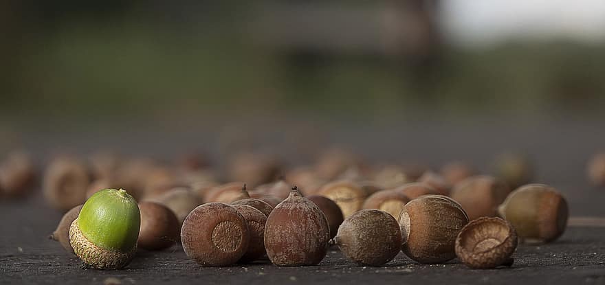 Acorns, Nuts, close-up, nut, food, fruit, freshness, nutshell, healthy eating, wood, seed